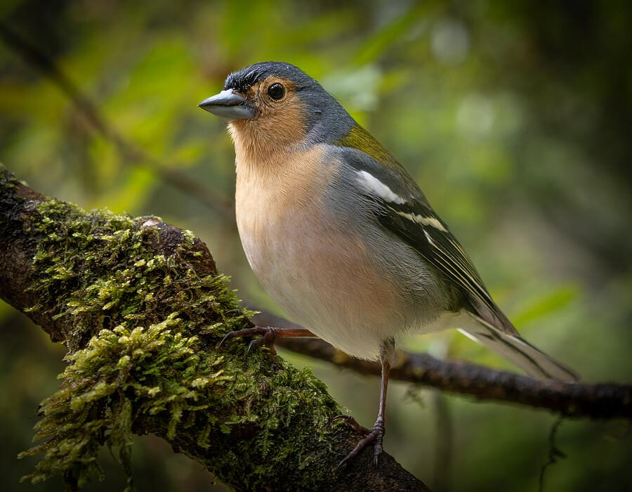 FINE FEATHERED FRIEND